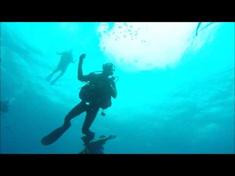 Shark dive 25 01