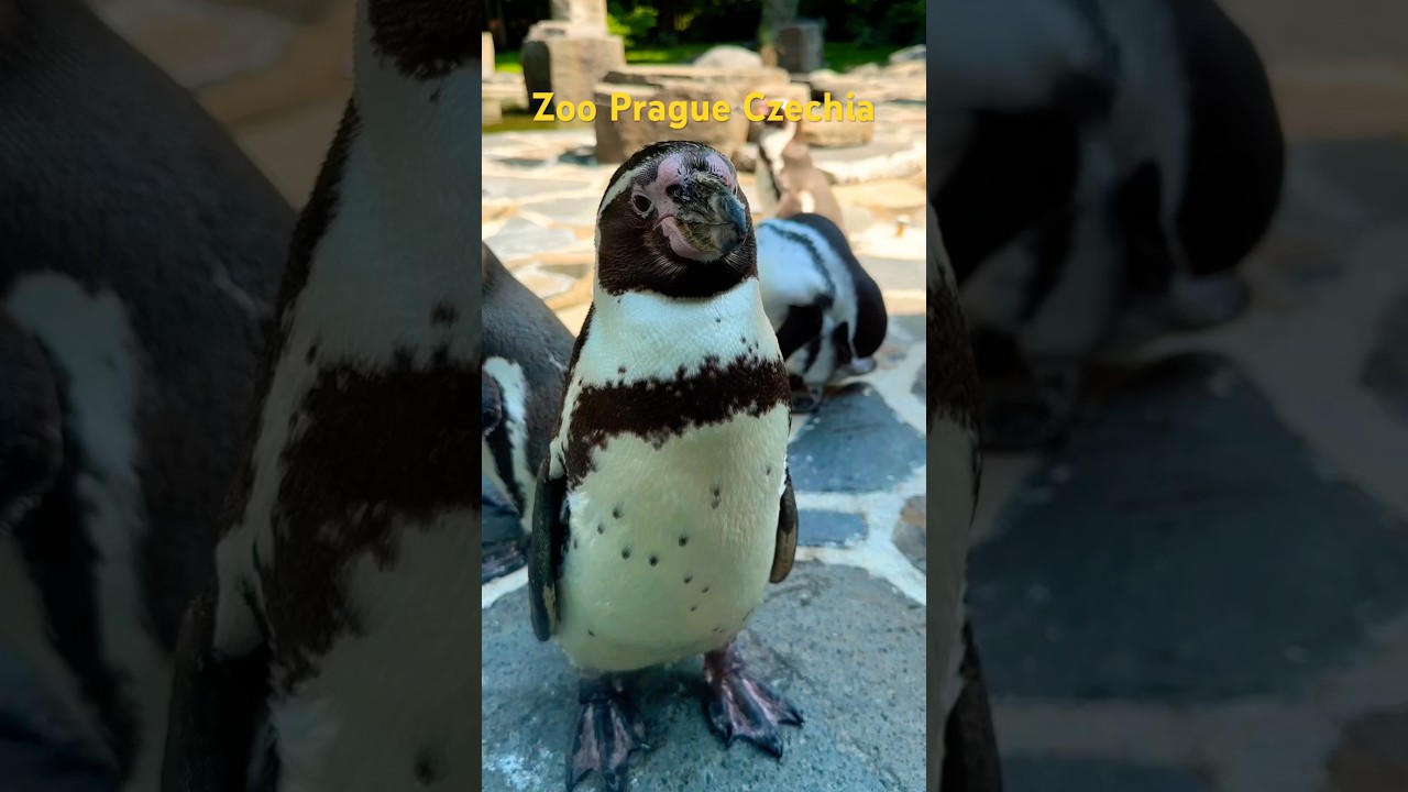 YouTube Short thumbnail