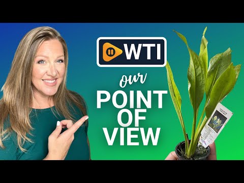 Amazon Sword Live Aquarium Plants - WTI product video review