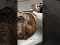 Cadaveric Dissection Of Skull For Teaching Anatomy