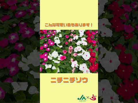 花（インタビュー）｜JAめぐみの×美・デザイン＆医療事務コース　産学連携授業作成動画｜中部学院大学・中部学院大学短期大学部