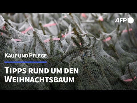 Weihnachtsbäume: Was man bei Kauf und Pflege beachten sollte | AFP