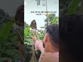 Kabutar Mare Gulel Te Funny Video