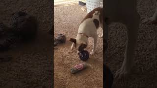 Video preview image #1 Jack Russell Terrier-Unknown Mix Puppy For Sale in Germantown, OH, USA