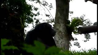 TOM T  HALL   The Monkey That Became President!