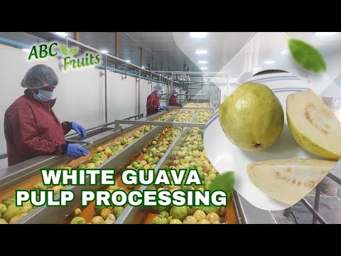 Guava puree, high, packaging size: 210 kgs