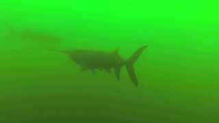preview picture of video 'Paddlefish at Mermet Springs'