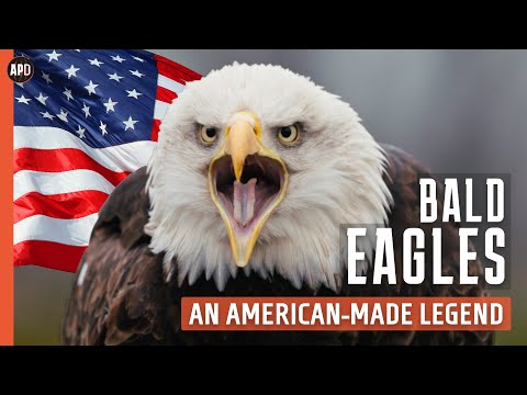 BALD EAGLES: An American-Made Legend | Wildlife Documentary