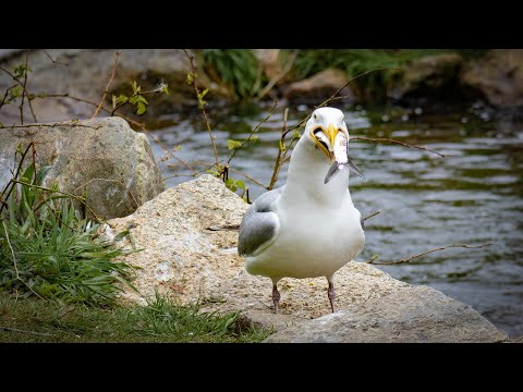 60 Seconds at the Herring Run