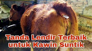 Download lagu Ketahui Waktu Terbaik untuk Menikah dengan Suntik Lendir Birahi. mp3