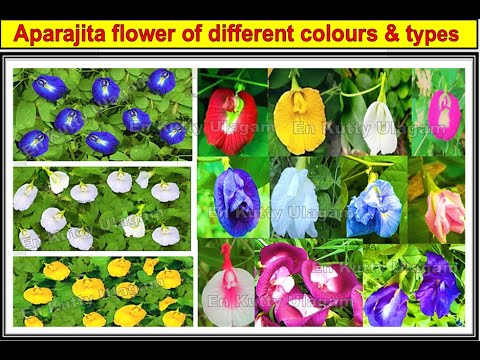 Aparajita Flowers - Different  color and varieties