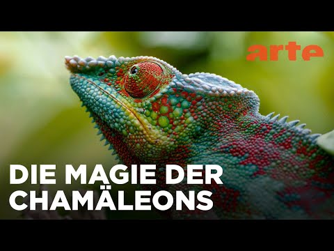 Madagaskar oder der große Karneval der Chamäleons | Reupload | ARTE Fernweh