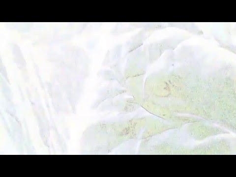 pree sisters swalling a donkey's eye while I die