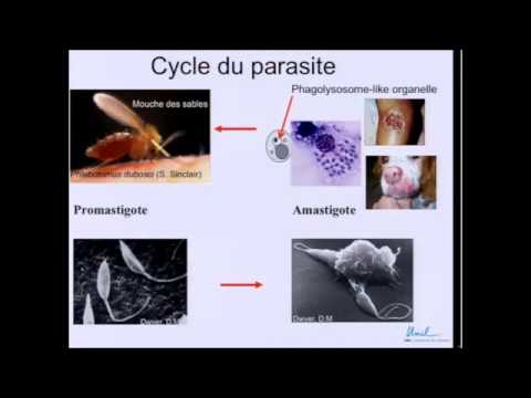 milyen paraziták kerülhetnek a bőrbe