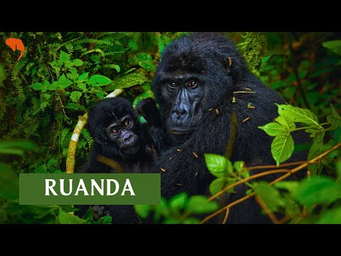 Magischer Moment in Ruanda Thumbnail