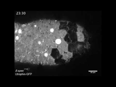 JBC : β-Spectrin Regulates the Hippo Signaling Pathway and Modulates the Basal Actin Network
