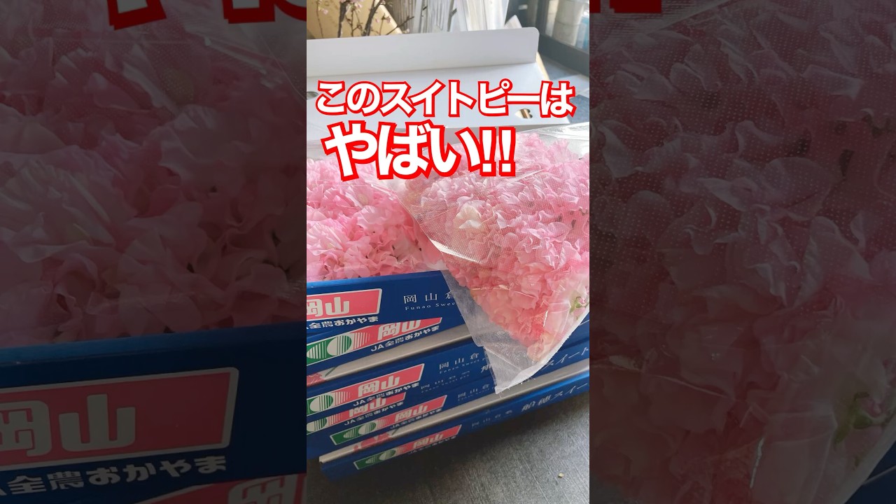 見たら必ず欲しくなるお花〜最高のスイトピー