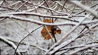 Sufjan Stevens - Sister Winter