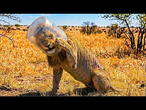 Man Finds Lion Dying Trapped in a Plastic Bucket for 3 Months. What Happens Next Will Shock You!