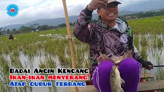 Download lagu Ikan haup-haup setelah angin kencang ‼️ Mancing Rawa Pening Terbaru @mboncengmancing #95 mp3
