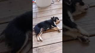 Chiweenie Puppies Videos