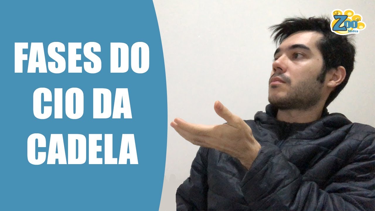 TODAS AS FASES DO CIO DA CADELA (O CICLO ESTRAL). IDADE, DURAÇÃO E CARACTERÍSTICAS. SAIBA TUDO!
