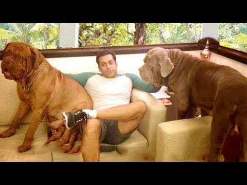 download lagu mp3 mp4 Salman Khan Farmhouse In Panvel Map, download lagu Salman Khan Farmhouse In Panvel Map gratis, unduh video klip Salman Khan Farmhouse In Panvel Map