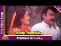 Mamara Anile Video Song Dharma Chakkaram Tamil Movie Songs Vijayakanth Deepti Bharnagar Deva