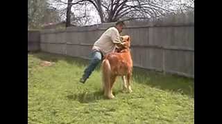 domando un pony salvaje ....