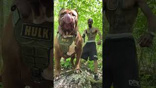 🐶 Pitbull, Rottweiler, and K9: From Puppies to Giants 🚀 | Amazing Transformation!