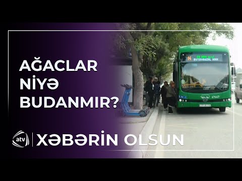 Avtobuslara mane olan ağaclar niyə budanmır?