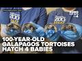 100 Year Old Galapagos Tortoise Becomes First Time Mom
