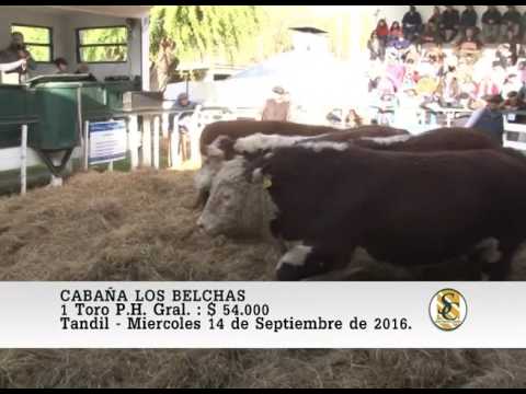 14-09-16 Venta de Toros Polled Hereford - Cabaña Los Belchas - Tandil.