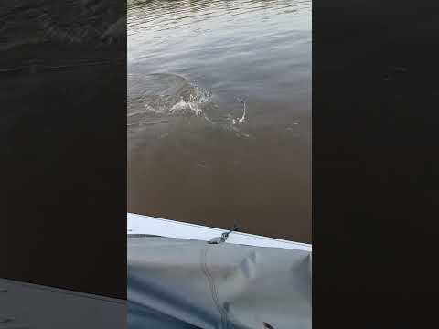 salen buenos armados de reconquista santa fe #pesca