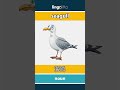 seagull - 海鸥 video thumbnail