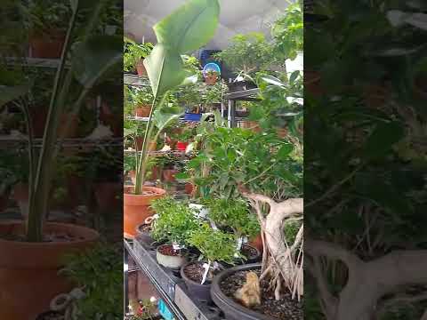 Bonsai Creations CO. 12/1/2022