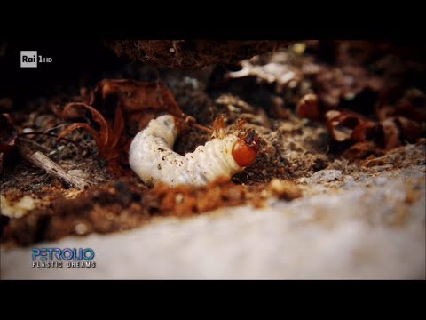 Chilocaloria con sangue a helminths Il helminths per trattarli