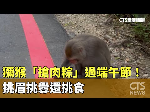 獼猴「搶肉粽」過端午節！　挑眉挑釁還挑食