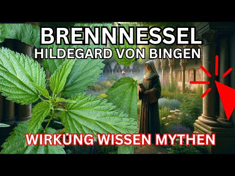 Brennnessel Wirkung nach Hildegard von Bingen 🌞 Urtica 💚