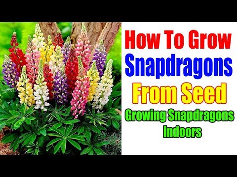 , title : 'How To Grow Snapdragons From Seed | Growing Snapdragons Indoors'