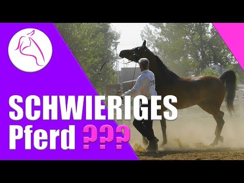 Schwieriges Pferd | Last oder Chance ???