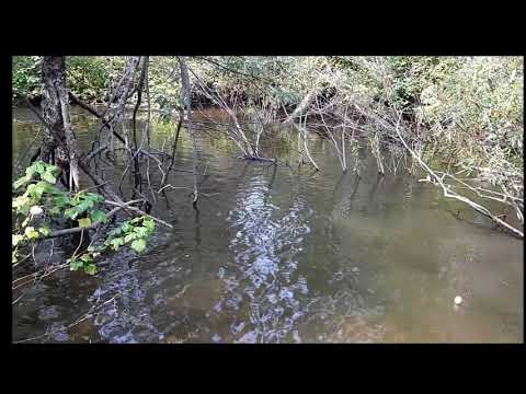 30 хариусов с одной ямы. Рыбалка на сибирском труднопроходимом ручье.creek fishing