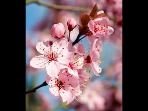 Vizma Belševica - Es varu savas bēdas - Elīna Starķe-Arbidāne