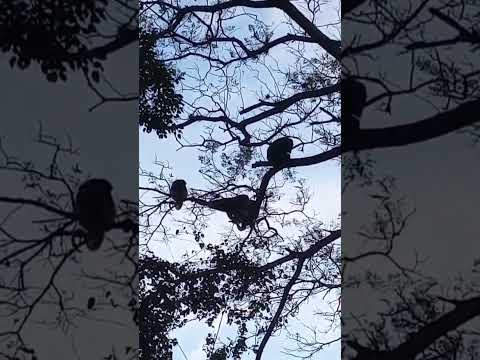 En la Isla del Cerrito, Chaco Argentina 🇦🇷🐵🐵🐒