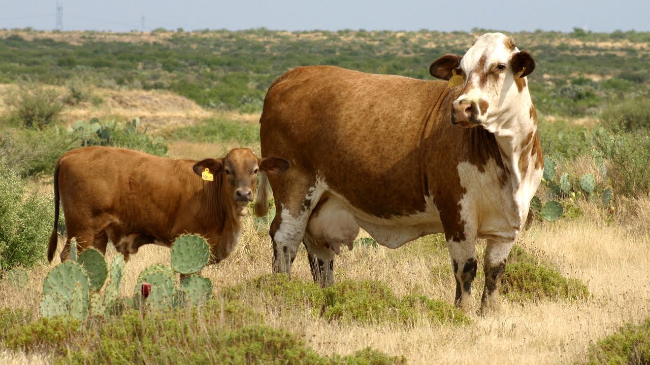 Criadores de Ganado Beefmaster Ep2 Cap 300