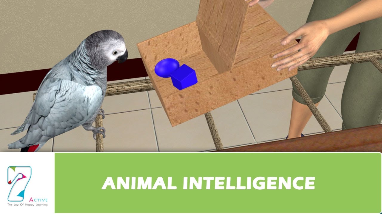 ANIMAL INTELLIGENCE