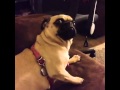 Vine : IM GOING TO EAT YOU! *PUG* 