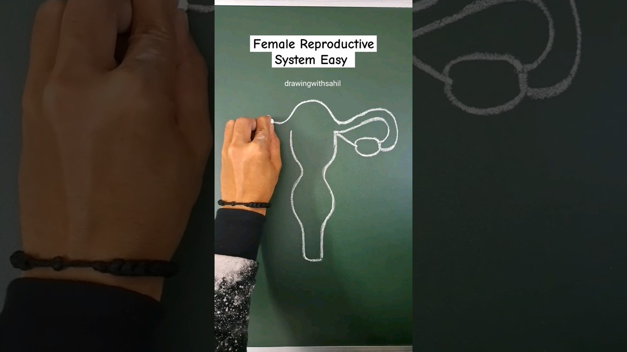 Female reproductive system easy steps #femalereproductivesystem #biology #reproductivesystem #female