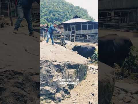tribal heritage, Mithun sacrifice