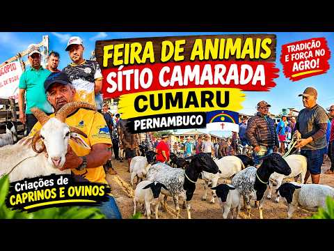 Feira de Animais, Sítio Camarada, Cumaru - PE 